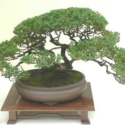 4_creeping_juniper
