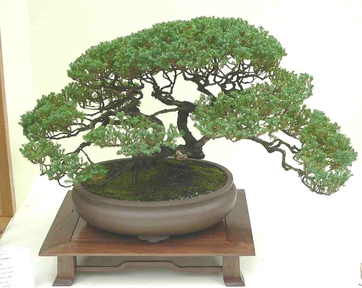 4_creeping_juniper